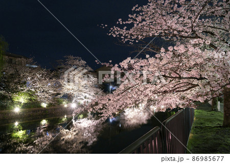 京都　岡崎疏水の夜桜 86985677
