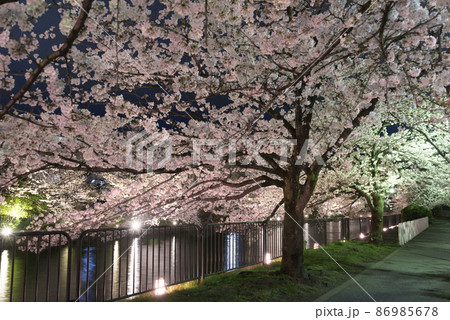 京都　岡崎疏水の夜桜 86985678