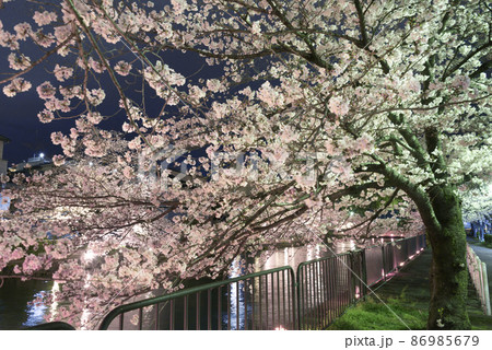 京都　岡崎疏水の夜桜 86985679