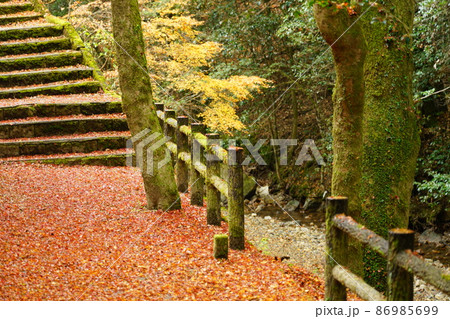 晩秋の天石門別神社の紅葉6 岡山県美作市 晩秋の天石門別神社の紅葉6 岡山県美作市 86985699