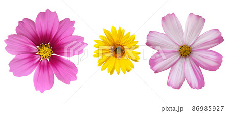 isolated pink cosmos flower with clipping paths.	 86985927