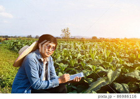 Asian horticulture geneticist is working on local tobacco farm to store data of planting, cultivar development and plant diseases in the afternoon, soft and selective focus. Asian horticulture geneticist is working on local tobacco farm to store data of planting, cultivar development and plant diseases in the afternoon, soft and selective focus. 86986116