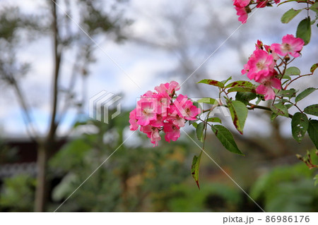 バラの花 バレリーナ バラの花 バレリーナ 86986176