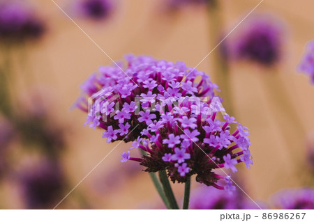 Verbena is popularly cultivated as an ornamental plot or planted as a field. Light purple flowers, long stalks. 86986267