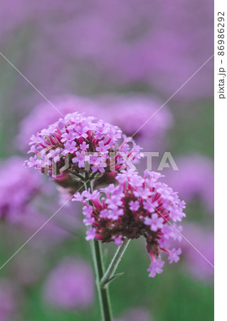 Verbena is popularly cultivated as an ornamental plot or planted as a field. Light purple flowers, long stalks. Verbena is popularly cultivated as an ornamental plot or planted as a field. Light purple flowers, long stalks. 86986292