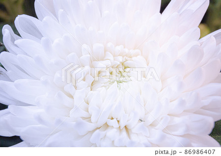 赤い薔薇の接写 赤い薔薇の接写 86986407