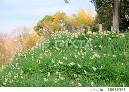 水仙の花 86986563