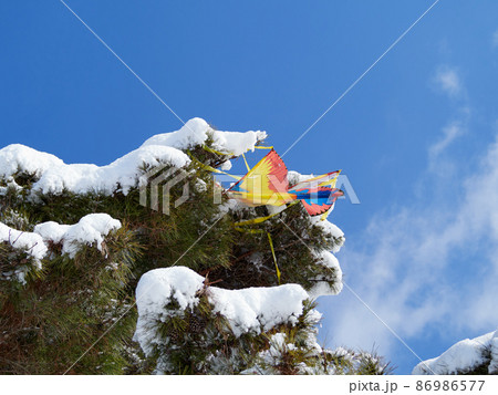 冬、雪が積もった松の木に引っかかった凧 86986577