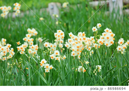 水仙の花 水仙の花 86986694