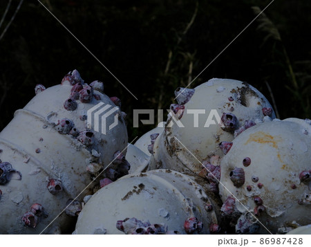 浮きブイとフジツボ 86987428