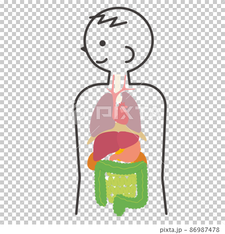 Male human anatomy Male human anatomy 86987478
