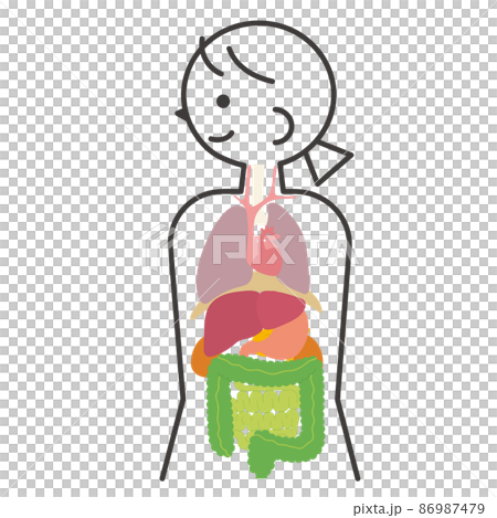 Female human anatomy 86987479