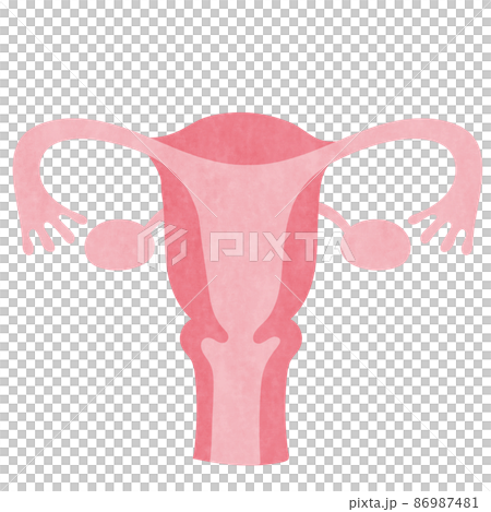 Illustration of uterus and ovaries Illustration of uterus and ovaries 86987481
