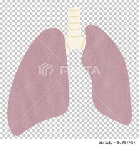 Illustration of the lungs Illustration of the lungs 86987487