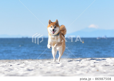 砂浜を走る柴犬 86987508