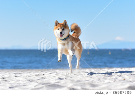海辺を走る柴犬 海辺を走る柴犬 86987509