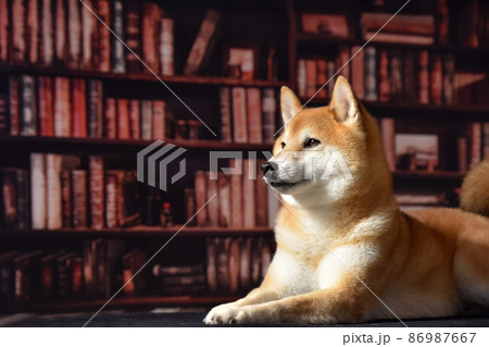 図書館でくつろぐ柴犬 86987667