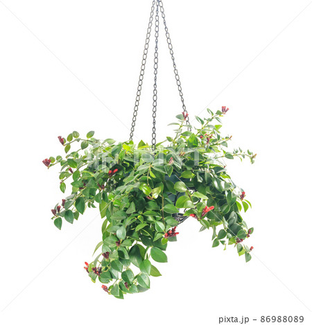 観葉植物、エスキナンサス・モナリザの鉢植え【白背景】 86988089