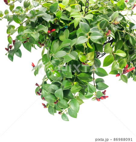 観葉植物、エスキナンサス・モナリザの鉢植え【白背景】 86988091