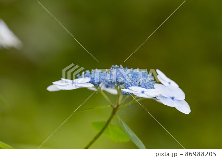 梅雨に咲きほこる万葉の花 アジサイ 梅雨に咲きほこる万葉の花 アジサイ 86988205
