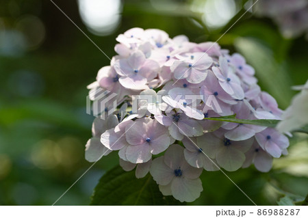 梅雨に咲きほこる万葉の花 アジサイ 梅雨に咲きほこる万葉の花 アジサイ 86988287