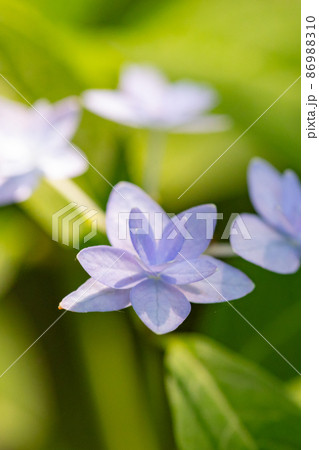 梅雨に咲きほこる万葉の花　アジサイ 86988310