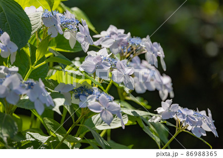 梅雨に咲きほこる万葉の花　アジサイ 86988365