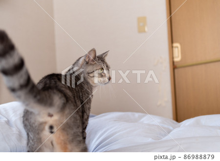 見つめる猫 サバトラ猫 見つめる猫 サバトラ猫 86988879