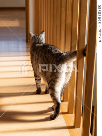 歩く猫 サバトラ猫 歩く猫 サバトラ猫 86988880