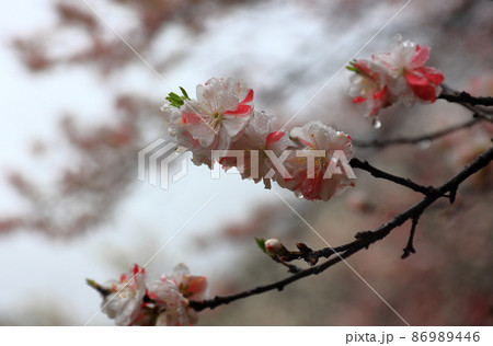 朝霧にしっとりと濡れた花桃の里 朝霧にしっとりと濡れた花桃の里 86989446