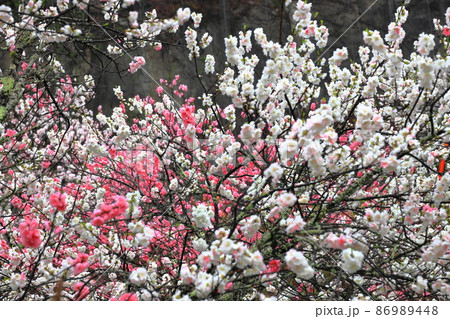 朝霧にしっとりと濡れた花桃の里 86989448