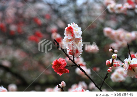 朝霧にしっとりと濡れた花桃の里 86989449