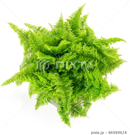 観葉植物、スコッチモス(ネフロレピス・スコッティ)の葉【白背景】 観葉植物、スコッチモス(ネフロレピス・スコッティ)の葉【白背景】 86989628