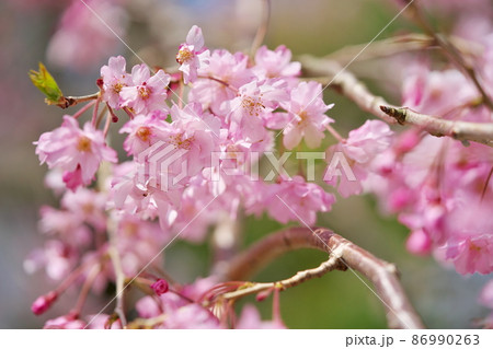 日本庭園に映える桜 日本庭園に映える桜 86990263
