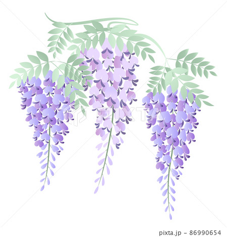淡い紫の藤の花イラスト 3房 のイラスト素材