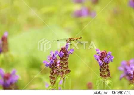 高原植物に昆虫がとまっている風景 86990776