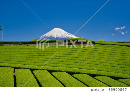 【静岡県】5月・大自然を満喫出来る青空の富士山と茶畑 86990847