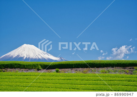 【静岡県】5月・大自然を満喫出来る青空の富士山と茶畑 86990947