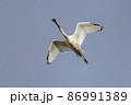 真上を飛ぶヘラサギ 86991389