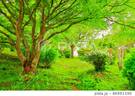 新緑の青葉・若葉 86991390