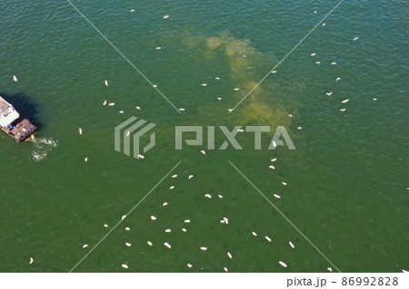 the group of White egret fly after a boat near Sha Tin Hoi 4 Feb 2022 86992828