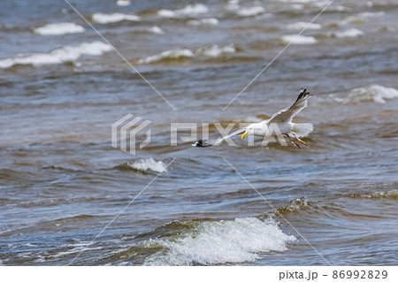 Seagull over the sea 86992829