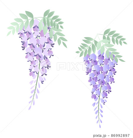 淡い紫の藤の花イラスト 2房 のイラスト素材 淡い紫の藤の花イラスト 2房 のイラスト素材