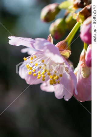 群衆 密集 人ごみ 86993547