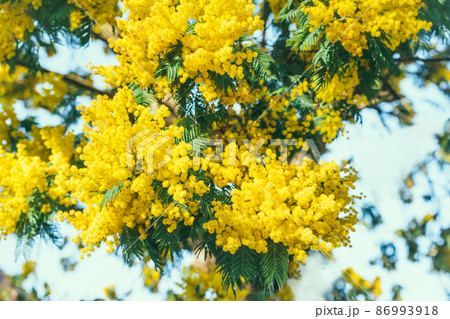 Close up Yellow Mimosa tree with bunches of fluffy tender flowers of it. Blooming Springtime background. Seasonal spring flowers. Selective focus, copy space. 86993918