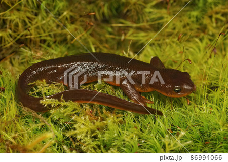 Closeup on a wed male Rough-Skinned Newt, Taricha granulosa in Southern Oregon sitting on green moss Closeup on a wed male Rough-Skinned Newt, Taricha granulosa in Southern Oregon sitting on green moss 86994066