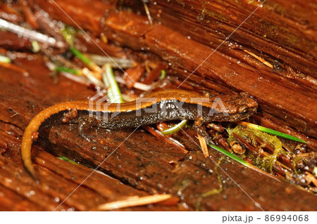 Closeup on the yellow form of the Western redback salamander, Plethodon vehiculum, sitting on redwood in Northern Oregon Closeup on the yellow form of the Western redback salamander, Plethodon vehiculum, sitting on redwood in Northern Oregon 86994068