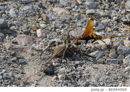 Closeup on a large and colorful spider hunting wasp, Cryptocheilus alternatus, killing a large wolf spider, Hogna radiata in Southern FRance Closeup on a large and colorful spider hunting wasp, Cryptocheilus alternatus, killing a large wolf spider, Hogna radiata in Southern FRance 86994069
