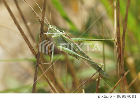Closeup on a Mediterranean Lily Bush-Cricket, Tylopsis lilifolia, hiding in the grass vegetation in Southern France Closeup on a Mediterranean Lily Bush-Cricket, Tylopsis lilifolia, hiding in the grass vegetation in Southern France 86994081