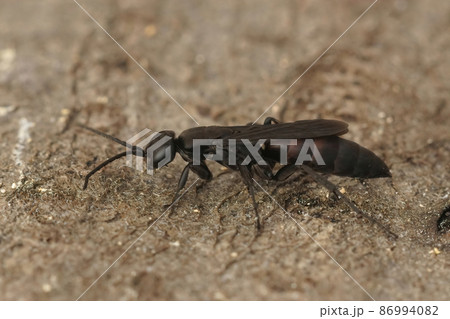 Closeup on the dark black Aporus unicolor, a highly specialised spider hunting wasp in Southern France 86994082